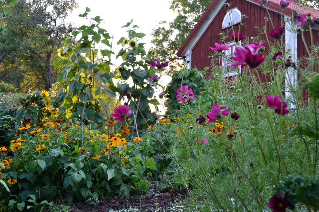 En blommande köksträdgård med sommarblommor i sprakande fäger.