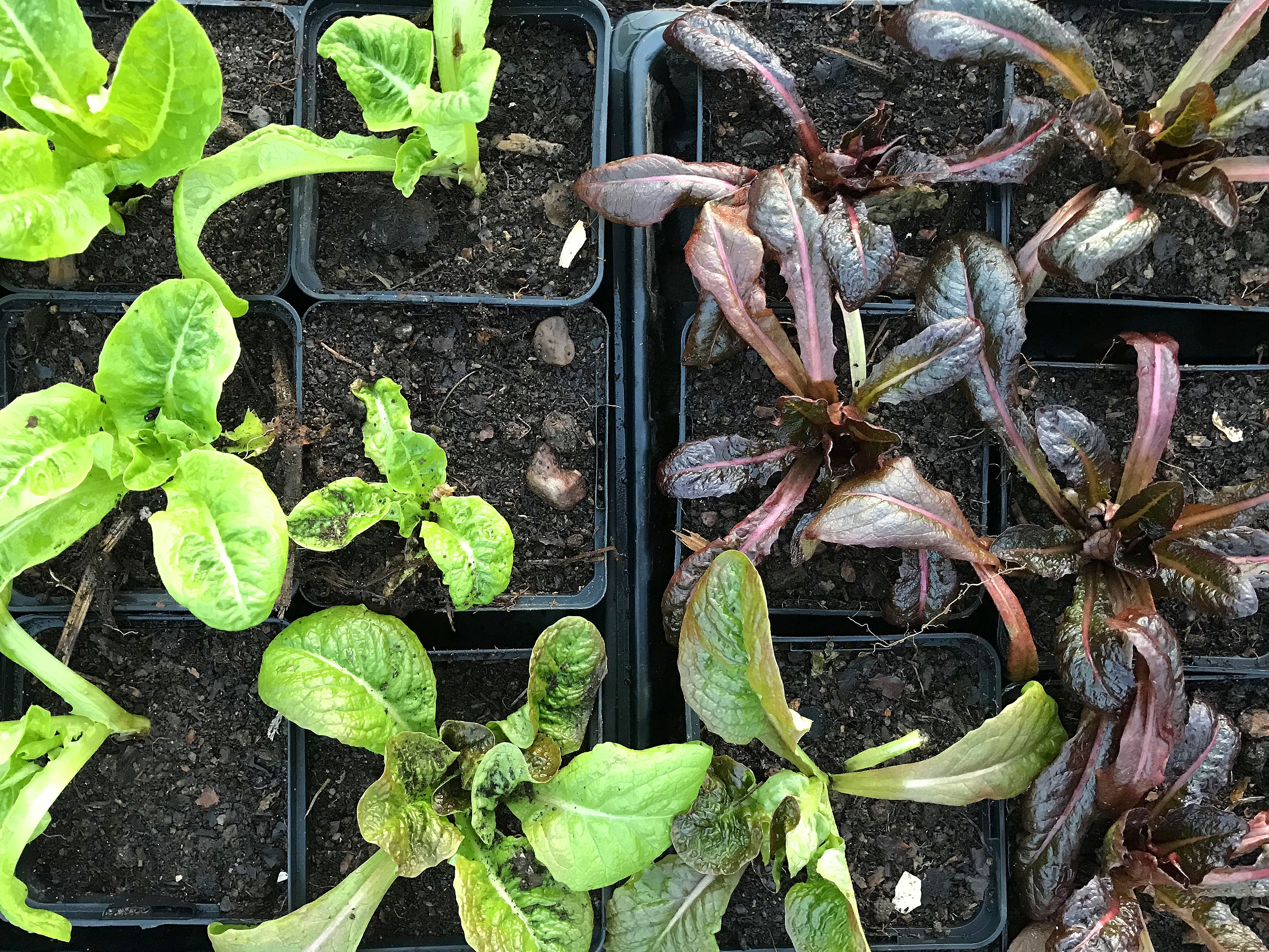 Krukor med nyss omplanterad sallat med gröna och mörkt röda blad. 