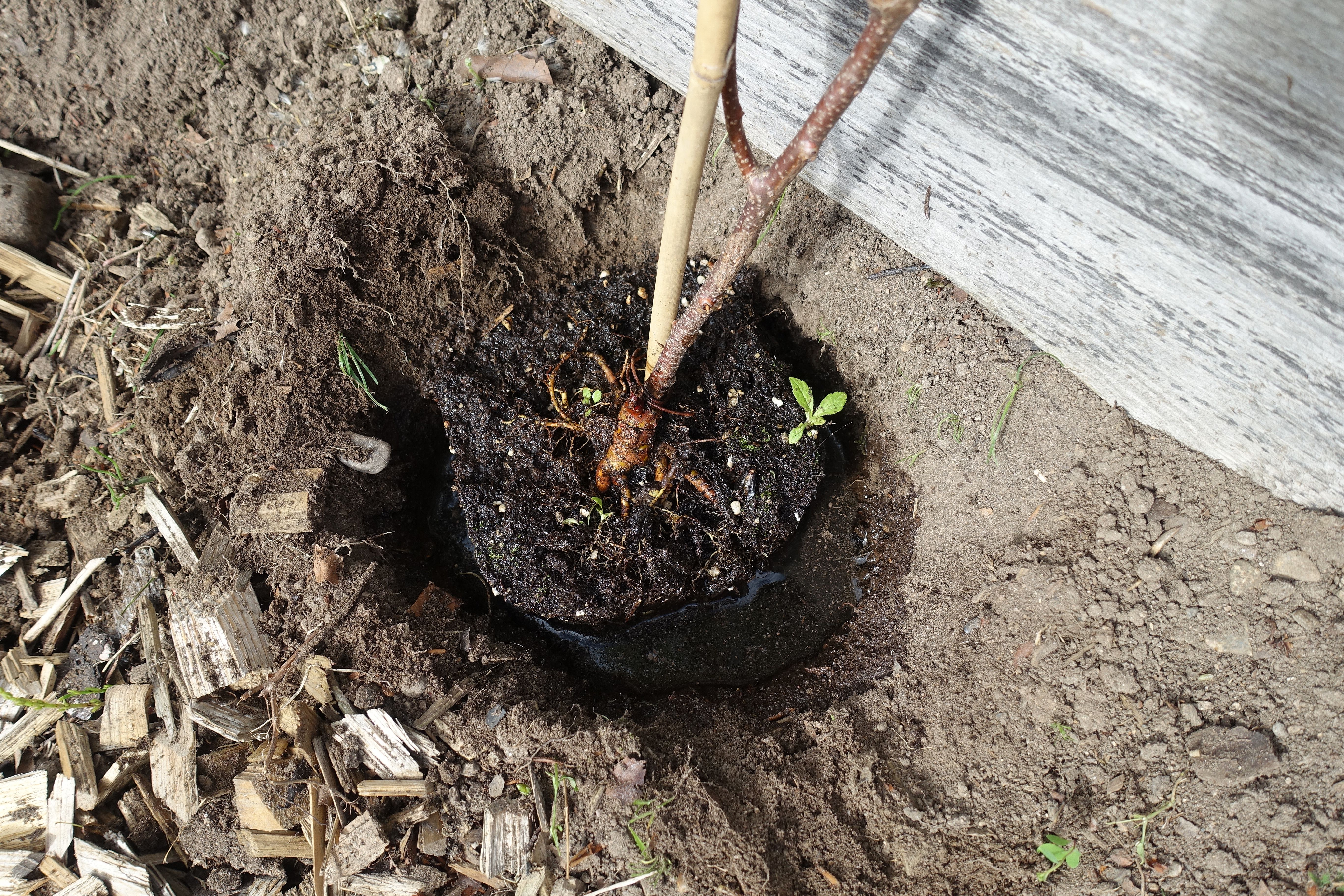En närbild på hur plantan satts ner i en grop i marken. 