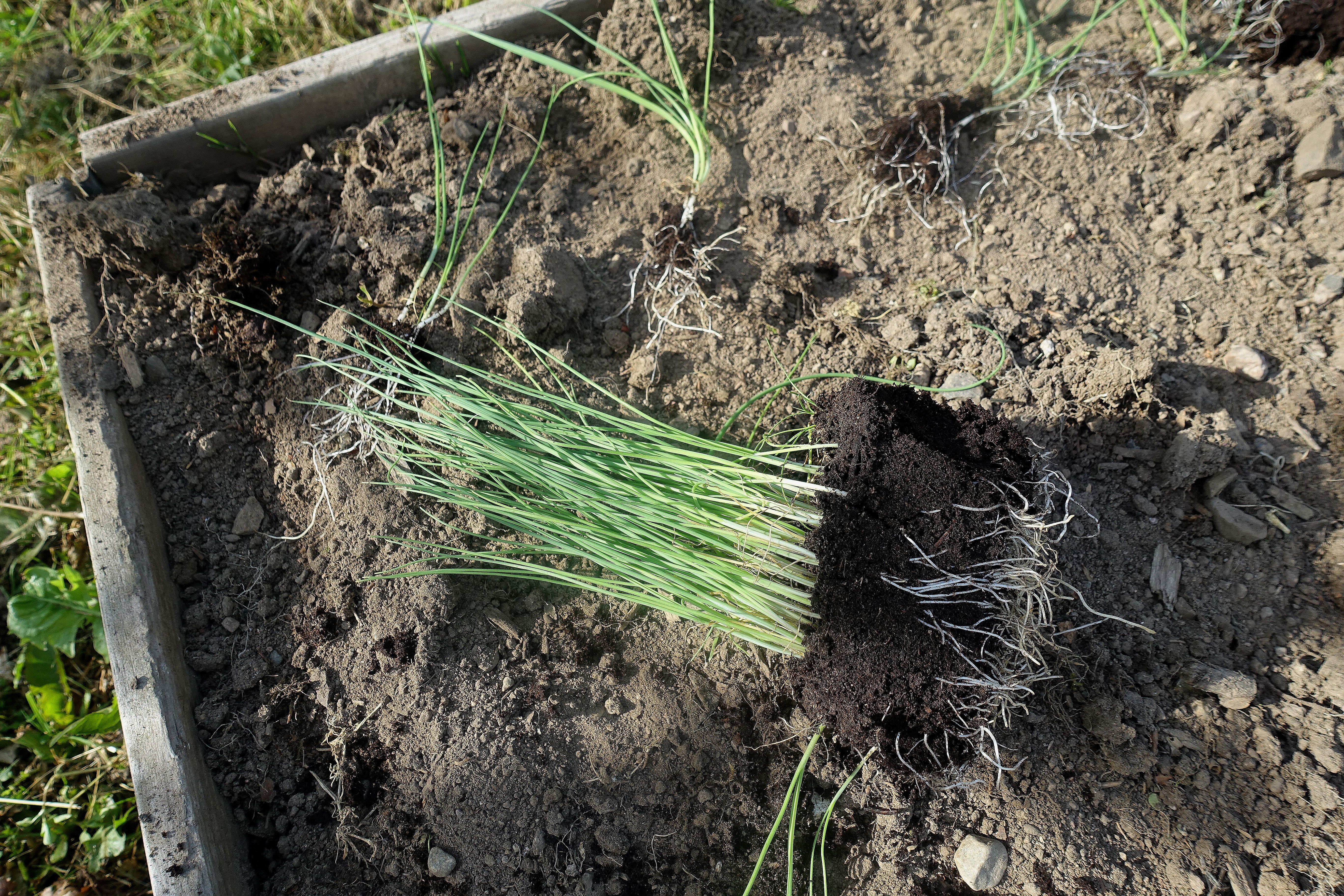 Ett knippe med purjolök i små plantor ligger på jorden. 